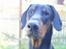 Dobermann MALKIN