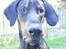 Dobermann MALKIN