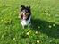Shetland sheepdog Freja