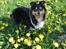 Shetland sheepdog Freja
