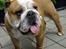 Engelsk bulldog Watson - Kampvognen - Watson 13 måneder
