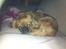 Pekingeser Lady