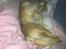 Pekingeser Lady