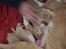 Nova scotia duck tolling retriever Coco