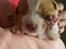 Nova scotia duck tolling retriever Coco