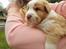 Nova scotia duck tolling retriever Coco