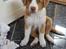Nova scotia duck tolling retriever Coco