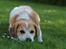 Blanding af racer Beagle/Japansk Spids-Futte