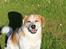 Blanding af racer Beagle/Japansk Spids-Futte