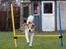 Blanding af racer Beagle/Japansk Spids-Futte