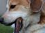 Blanding af racer Beagle/Japansk Spids-Futte