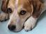 Blanding af racer Beagle/Japansk Spids-Futte