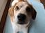 Blanding af racer Beagle/Japansk Spids-Futte