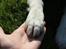 Blanding af racer Beagle/Japansk Spids-Futte