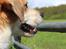 Blanding af racer Beagle/Japansk Spids-Futte