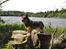 Västgötaspids Gaia R. I. P - Gaia d.29/06-2015