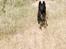 Blanding af racer Baloo