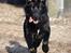 Blanding af racer Baloo
