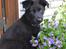 Blanding af racer Baloo