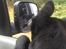 Blanding af racer Baloo