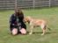 Golden retriever Carlo - Lidt træning til kuldtræf d. 4.7.15 Carlo er her 19 uger :)