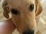 Golden retriever Carlo - Godt jeg har backup til eksamen! - Carlo 18 uger