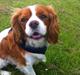 Cavalier king charles spaniel Jacki