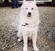 Samojedhund malou