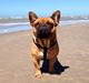 Fransk bulldog Uffe