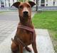 Tysk pinscher Tessa