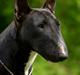 Bullterrier miniature Grethe