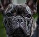 Fransk bulldog Minion *Himmelhund*