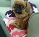 Pekingeser Lady
