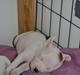 Staffordshire bull terrier BIRK