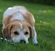 Blanding af racer Beagle/Japansk Spids-Futte
