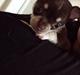 Chihuahua Eddie