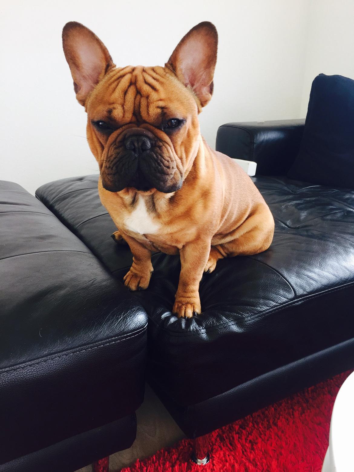 Fransk bulldog Adolf (Bond) billede 26