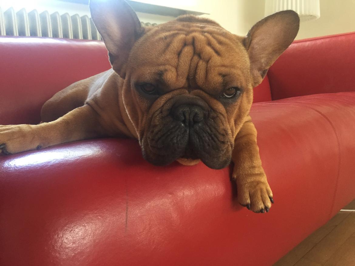 Fransk bulldog Adolf (Bond) billede 39