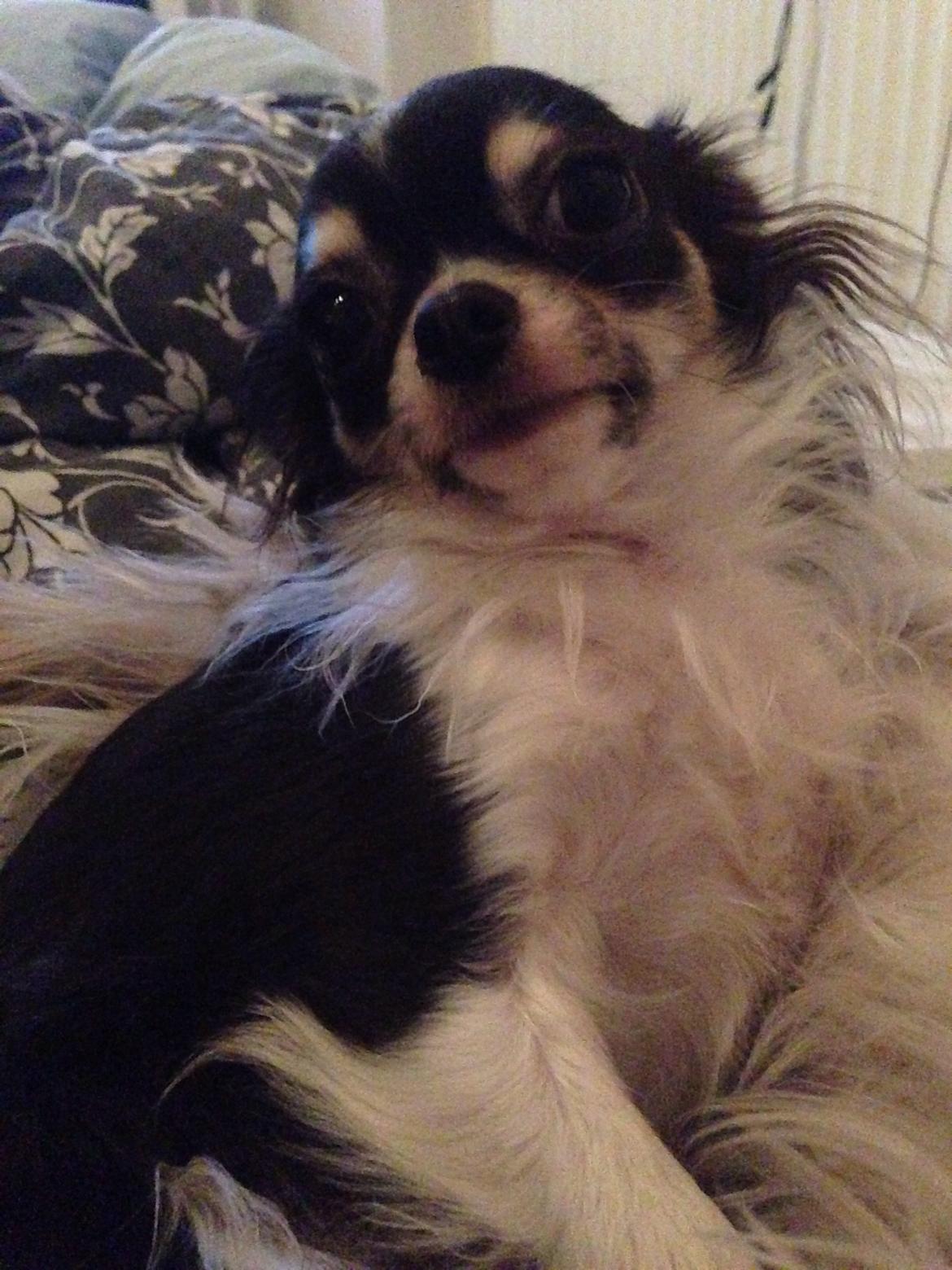 Chihuahua Maggie Boo billede 24