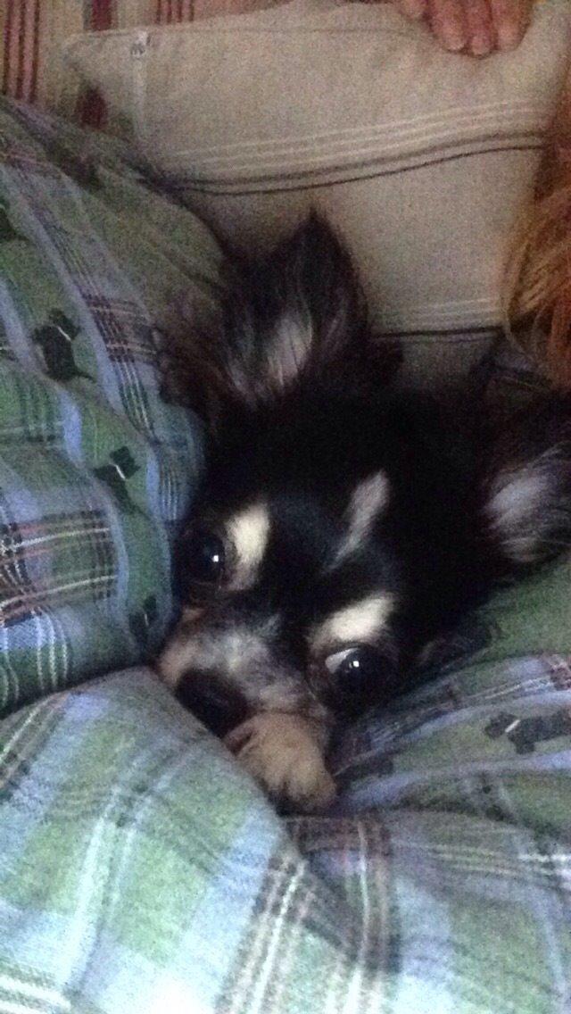 Chihuahua Maggie Boo billede 26