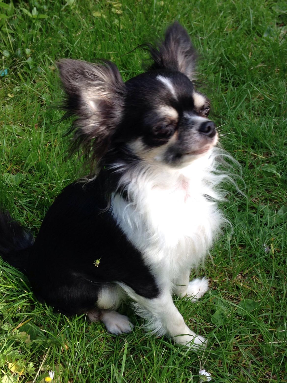 Chihuahua Maggie Boo billede 27