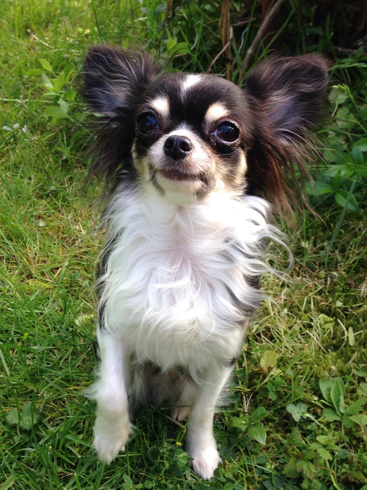 Chihuahua Maggie Boo billede 28