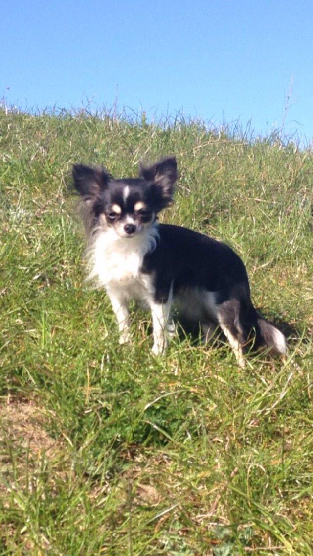 Chihuahua Maggie Boo billede 25