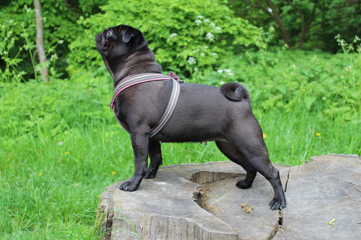 Mops Berta billede 1