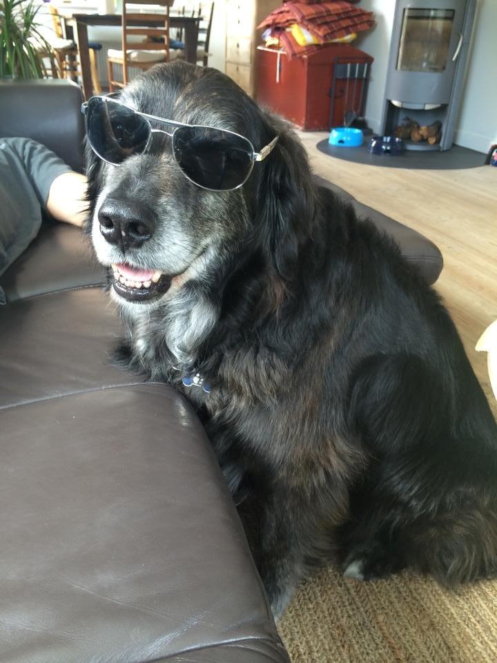 Blanding af racer Balto - Balto er smart ;) 2014/2015 billede 5