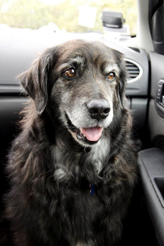 Blanding af racer Balto - Balto i bilen.. 2014/2015 billede 6