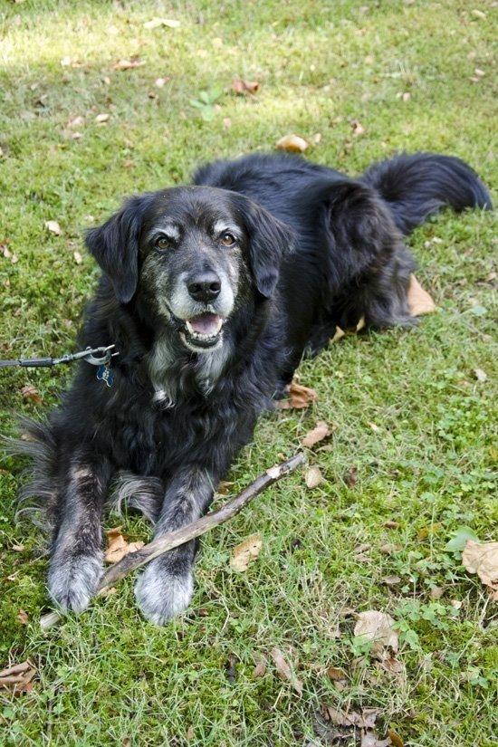 Blanding af racer Balto - Vi tager lige en slapper :D 2014/2015 billede 4