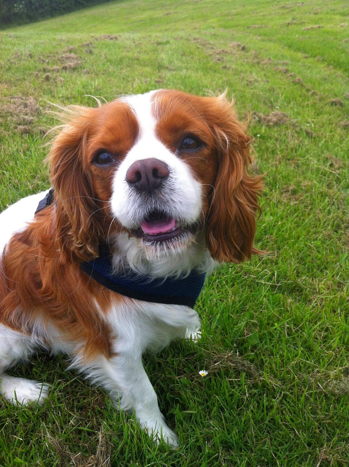 Cavalier king charles spaniel Jacki billede 1