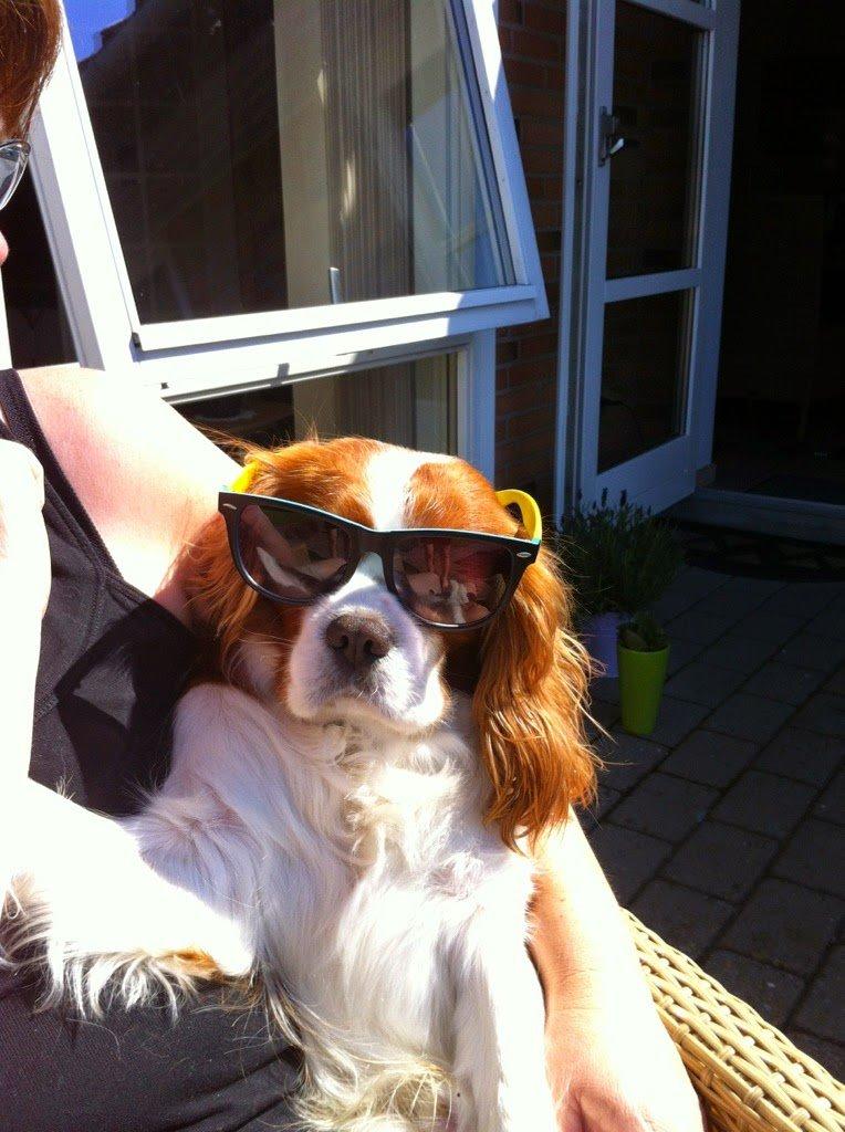 Cavalier king charles spaniel Jacki billede 2