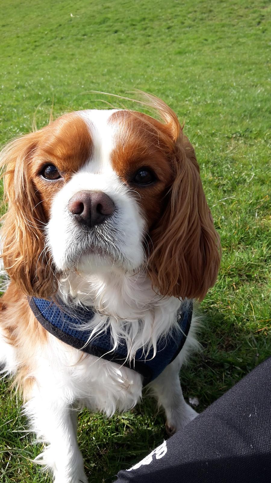 Cavalier king charles spaniel Jacki billede 6